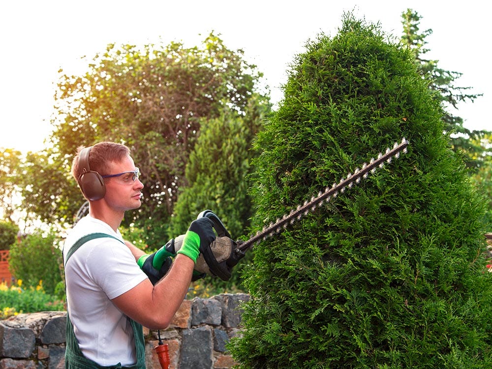Ein Gärtner schneidet die Hecke mit einer elektrischen Säge.